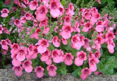 Tot ce trebuie să știi despre florile perene de grădină