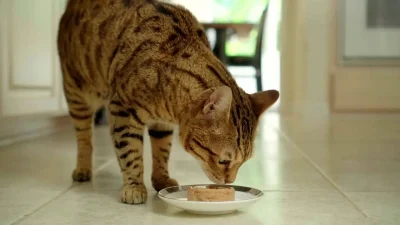 Influențează hrana umedă sănătatea pisicii tale?