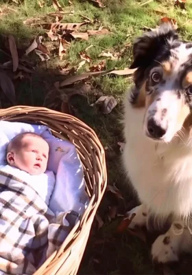 Incredibil! Bărbatul singur găsește o fetiță abandonată și descoperă adevărul șocant despre ea!