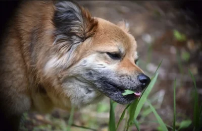 Șocant! De ce mănâncă câinii și pisicile iarbă – beneficii și pericole pentru animalele tale de companie!