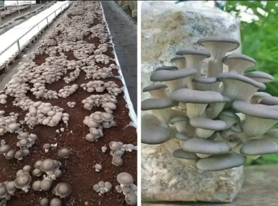 Afacerea care crește în lemn! Cum cultivi ciupercile Pleurotus cu investiții mici și profit garantat!