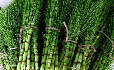 Tratamente naturale care fac minuni! Coada-calului – planta care întărește oasele și vindecă rinichii!