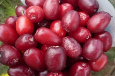 Coarnele, fructele minune care îți întăresc imunitatea în sezonul rece!