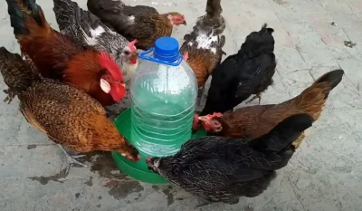 Ingredientul de câțiva lei pe care toți îl avem în casă. Pune-l în apa găinilor și rezultatele te vor lăsa fără cuvinte