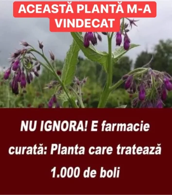 Tataneasa, planta miraculoasă a dacilor! Cum te poate vindeca de boli grave și ce trebuie să știi despre recoltare și folosire