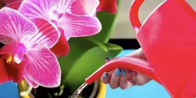 Atenție iubitori de plante! Cum să faci orhideele să înflorească din nou cu un ingredient natural din bucătărie!