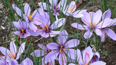 Aurul roșu al României! Sofranul care se vinde și cu 30.000 de euro kilogramul a început să coloreze câmpurile din Gorj și Caraș-Severin!