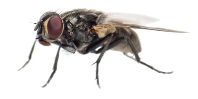 Muște nerușinate în casă? Rețeta care le pune capac: chiar funcționează!