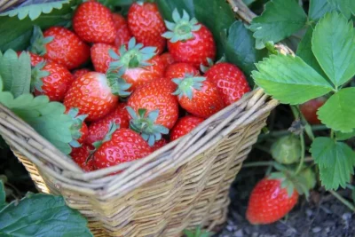 Secretul grădinarilor: cum să dublezi producția de căpșuni cu o soluție simplă pe bază de drojdie!