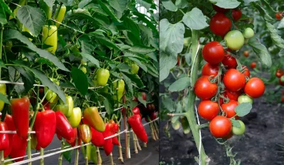 Secretul grădinarilor! Ce pui în apa de udare ca să ai roșii și ardei uriași și gustoși!