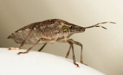 Alertă în România! Gândacul puturos marmorat invadează casele și distruge culturile agricole!