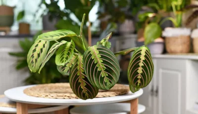 Descoperire uimitoare! Planta rugăciunii care aduce noroc și sănătate în casa ta!