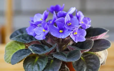 Pune imediat aceste plante în casă! Atrag norocul, bogăția și sănătatea. A treia este obligatorie