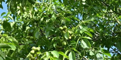 De Rusalii. Unde se pun frunzele de nuc în casă și ce semnificații au ele de fapt?