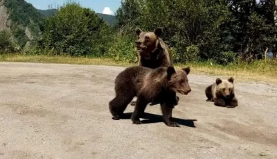 Alerta în Argeș: Urșii au invadat localitățile! Ce trebuie să faci acum!