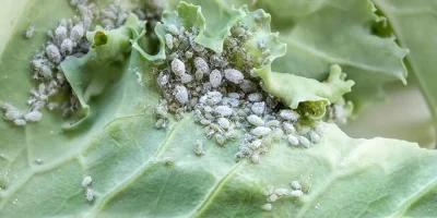 Atenție grădinari! 4 remedii naturale care scapă plantele de afide și coșenile fără chimicale!