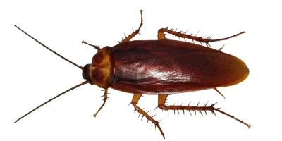 Alertă în casele impecabile! Cum scapi rapid de gândaci fără chimicale!