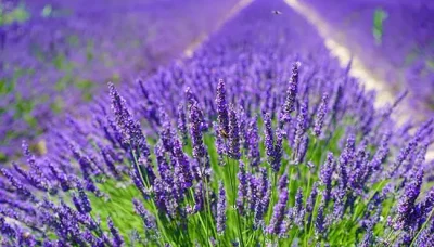 Nu mai arunca niciodată lavanda uscată! Iată ce minuni poți face cu ea