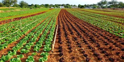 Iunie, luna de aur pentru grădinari! Legumele care se seamănă acum pentru recolte bogate toamna!