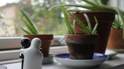 Alertă în UE! O plantă ornamentală folosită în grădini va fi interzisă din cauza pericolului invaziv!