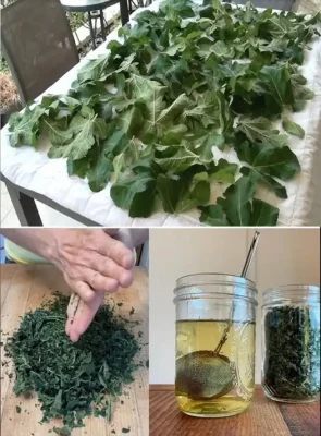 Descoperire uimitoare! Frunzele de smochin revoluționează tratamentul natural al diabetului și afecțiunilor cardiovasculare