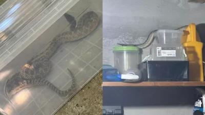 Șoc în Constanța! O familie găsește un șarpe uriaș în casă – jandarmii intervin în grabă