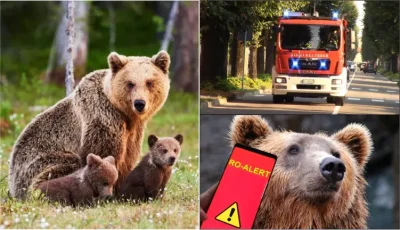 Alertă maximă! Urșii atacă în trei comune din Argeș – locuitorii în panică!