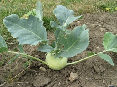 Gulia, leguma care te scapa de multe afectiuni. Cum trebuie consumata
