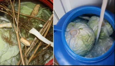 Varză murată că la țară, rețeta din bătrâni. Gospodinele nu uită să pună la final ingredientul care da o aromă demențială