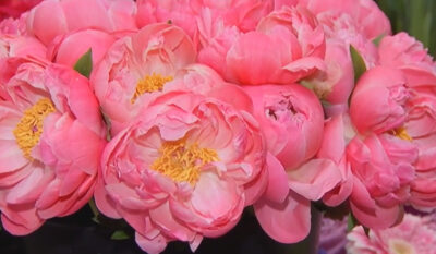 Mii de români vizitează ACUM acest loc UNIC pentru a vedea celebra…