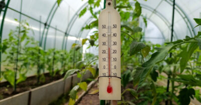 RĂSADURILE sunt în pericol, iar prețul unui kilogram de roșii românești a ajuns să…