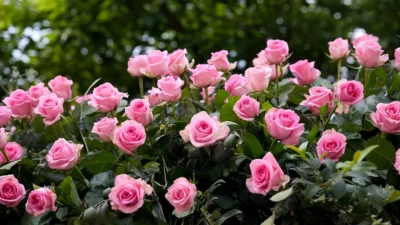 Secretul trandafirilor SUPERBI: Tăietura corectă se face fix la această distanță de…