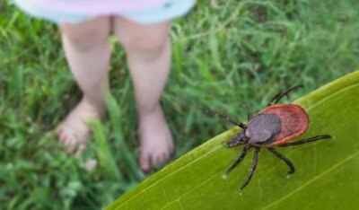 A apărut NOUL VACCIN împotriva căpușelor care le neutralizează chiar în momentul în care…