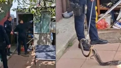 O femeie a găsit un ȘARPE de doi metri sub fotoliu, dar JANDARMII l-au descoperit…