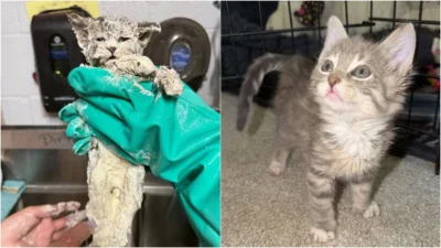 A salvat un pui de PISICĂ dintr-o găleată cu adeziv folosind o metodă…