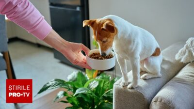 Plantele tale preferate pot OTRAVI animalele de companie dacă acestea ating sau mănâncă…