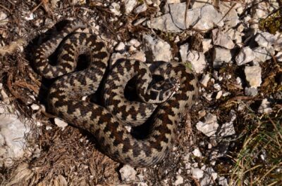 Un tânăr a ajuns DE URGENȚĂ la spital după ce l-a mușcat o…