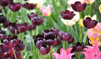 Proprietarul a plantat peste 10 mii de bulbi, dar REALA vedetă este…