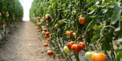 Secretul bătrânilor de la țară pentru cele mai bune roșii: Ce trebuie să pui în groapă când plantezi răsadul!
