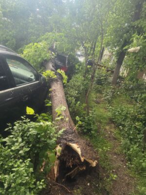 Haos după codul galben. Proprietarii mașinilor distruse de copaci sunt disperați, pompierii au intervenit de urgență