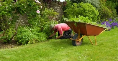 Pune amestecul de urzică la rădăcina florilor din iunie. Trucul care îți transformă grădina într-un paradis până în toamnă