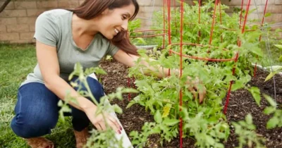 Trucul grădinarilor care îți umple curtea de flori! Taie aceste 4 plante în mai și vor înflori spectaculos peste noapte