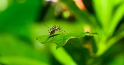 Adio, țânțari în curte și pe balcon! Pune asta într-o găleată cu apă și scapi definitiv de insecte în câteva zile
