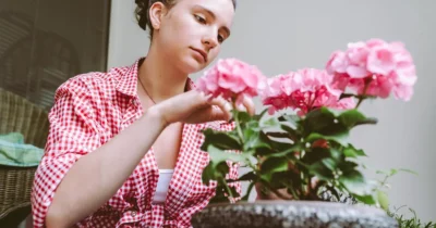 Ingredientul din bucătărie care face mușcatele să înflorească fără oprire. Pune-l în apă și vei vedea diferența