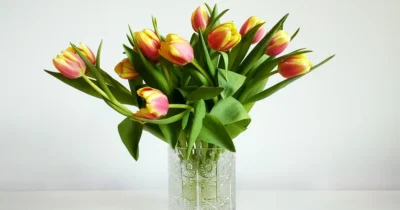 Greșeala pe care o fac toți românii când cumpără flori. Un florar cu 30 de ani de experiență a dezvăluit secretul vasei!