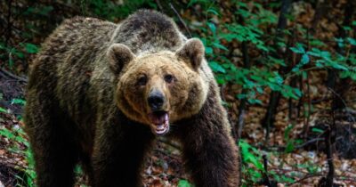 Descoperire de coșmar într-o pădure. Un bărbat dispărut a fost găsit mâncat de urs