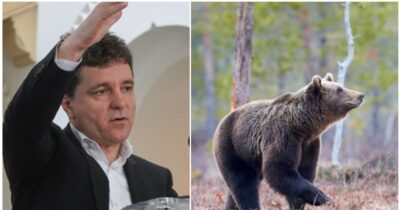 Decizie radicală luată de Nicușor Dan! Ce se întâmplă acum cu toți urșii care atacă oamenii, s-a semnat decretul precedent