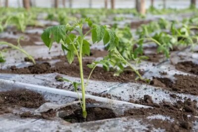 Pune urzici în apă și udă roșiile cu acest amestec. Trucul care îți va umple grădina de fructe mari și sănătoase