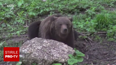 Un cioban a ucis un urs de 200 kg cu toporul și i-a vândut blana. Ce au descoperit polițiștii imediat după