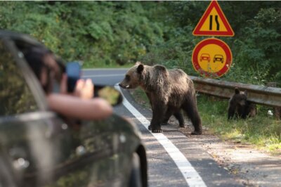 Nota de plată uriașă primită de turistul bulgar mușcat de urs pe Transfăgărășan după ce a hrănit animalul